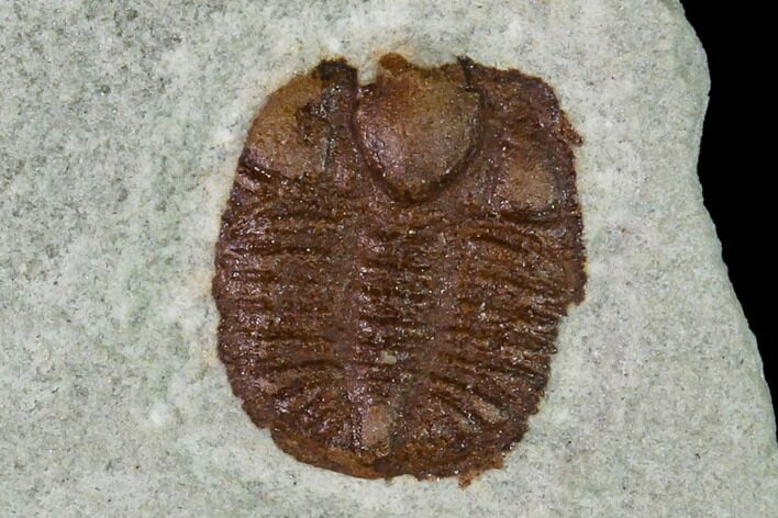 Ordovician Trilobite (Ampyxina) Fossil - Missouri #137235